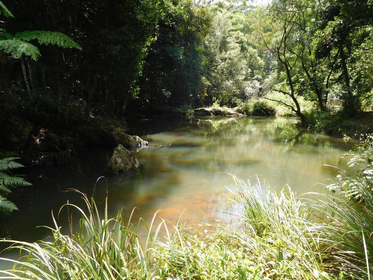 Purling Brook Falls Gwongorella Springbrook Exterior photo